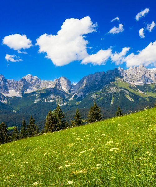 Prairie fleurie au pied du massif du Wilder Kaiser - Tyrol - Autriche