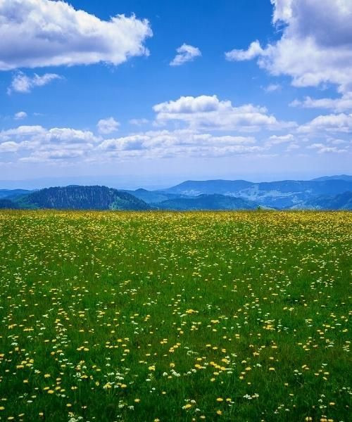 Prairie fleurie au sommet du Feldberg - Forêt-Noire - Allemagne