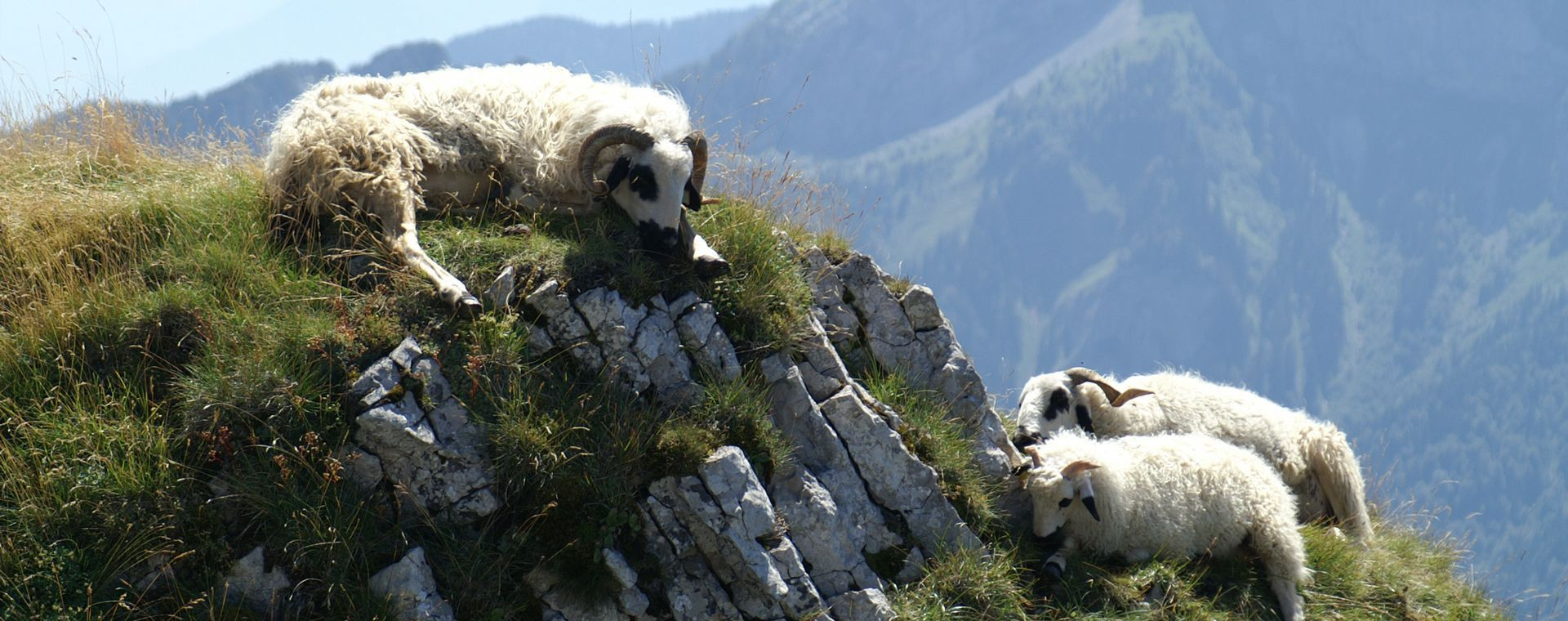 Mouflons sur les crêtes herbeuses - Chartreuse - France