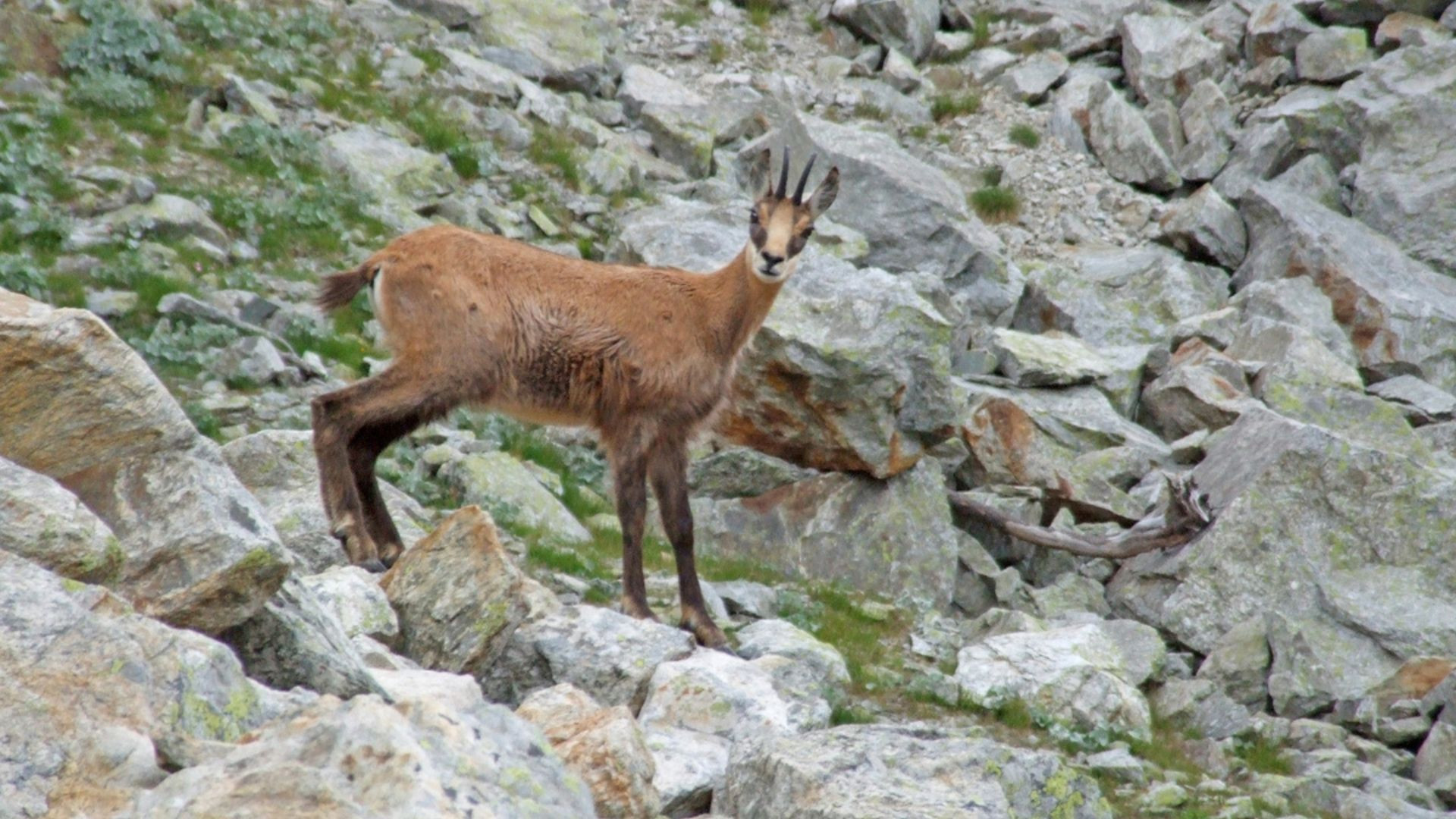 Chamois dans les pierriers - Molines-en-Queyras - Alpes - France