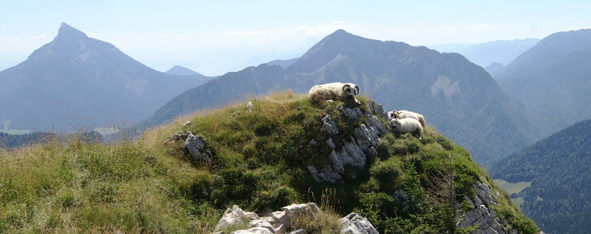 Brebis sur une crête de montagne - GR20 - Corse, France