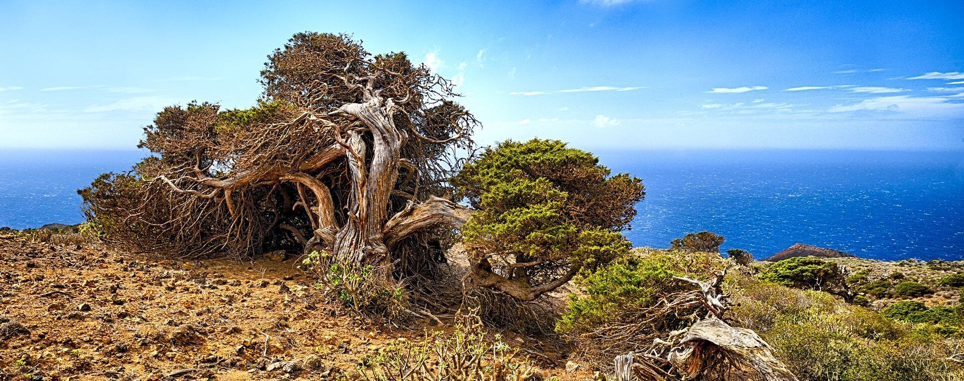 Genévrier couché par le vent - El Sabinar - El Hierro, Canaries
