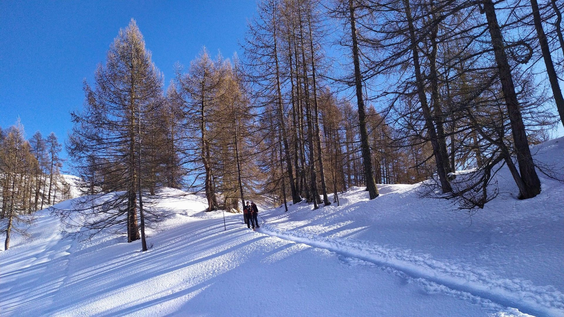 © Pierre Paillat Randonnée hivernale dans une forêt de mélèzes enneigée - Alpes