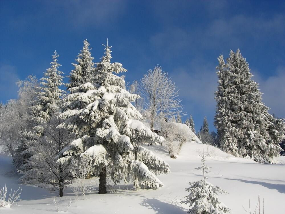 Paysage hivernal de Laponie finlandaise - Finlande