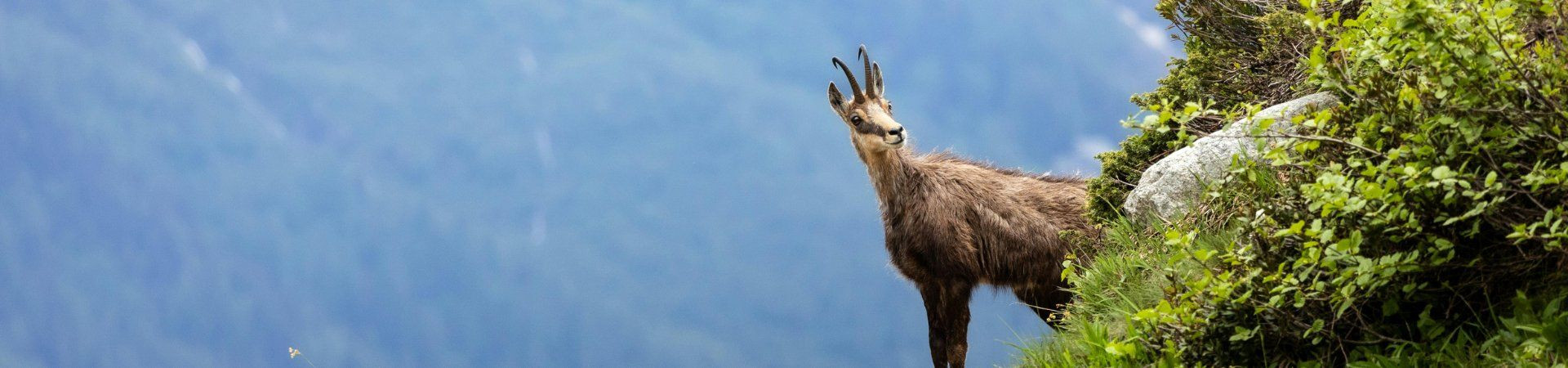 Chamois sur un versant herbeux - Alpes - Europe