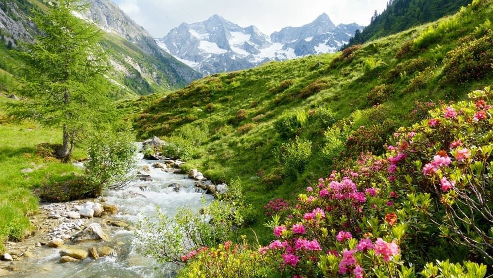 Zillertal Torrent Rhododendron Ferrugineux C Archiv Tvb Mayrhofen Paul Wechselberger 2 - Autriche