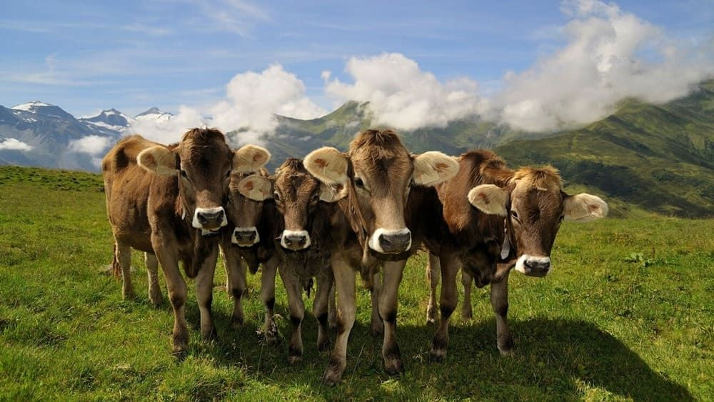 Zillertal Vaches C Archiv Tvb Mayrhofen Paul Surth Copie 2 - Autriche