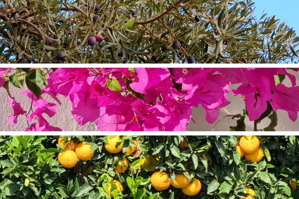 Olivier, bougainvilliers et oranges © Anne-Marie Billault