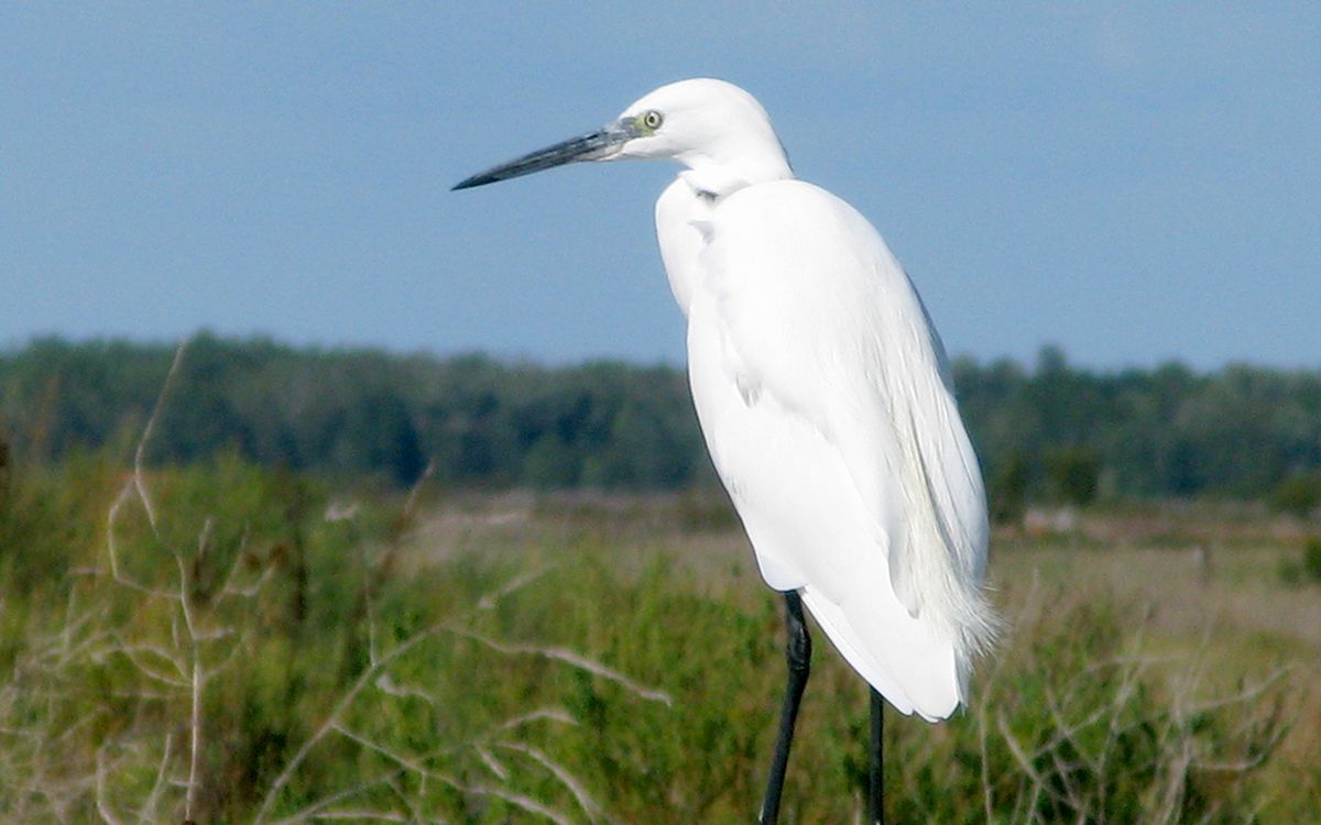 Aigrette garzette sur la côte Atlantique