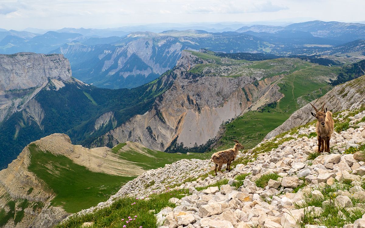 Bouquetins dans le massif du Vercors