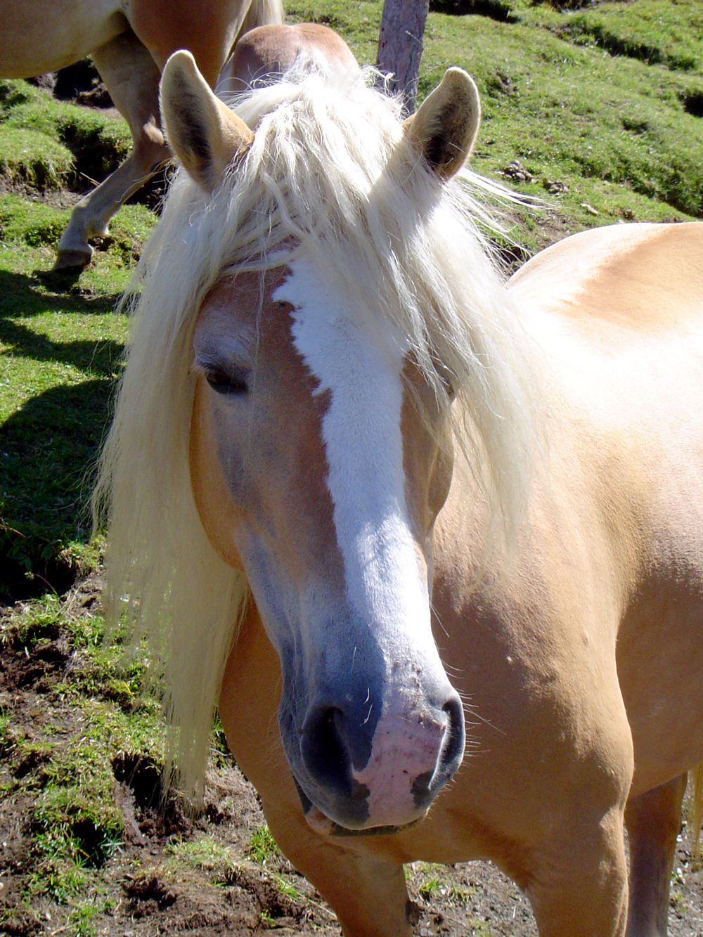 Cheval « Haflinger »