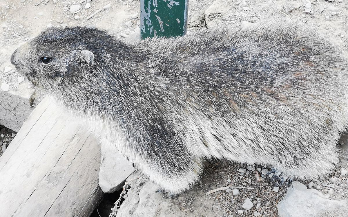 Marmotte dans le parc national du Mercantour