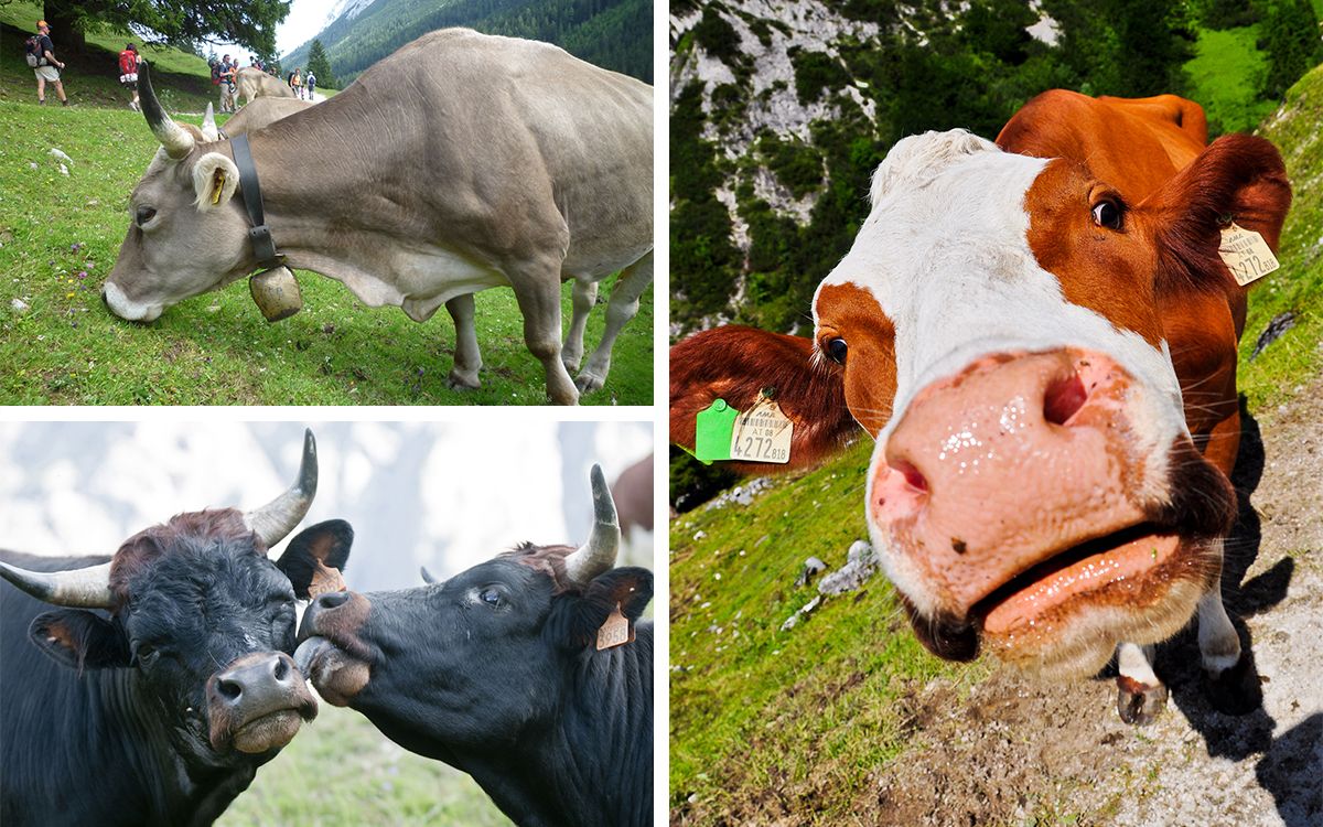 Mosaïque de vaches en Europe