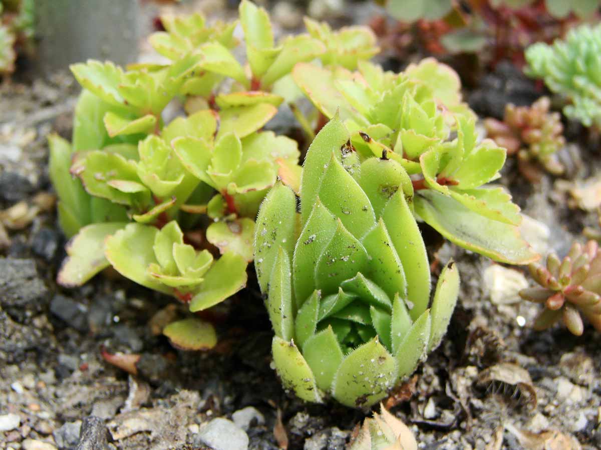 Sempervivum dolomiticum