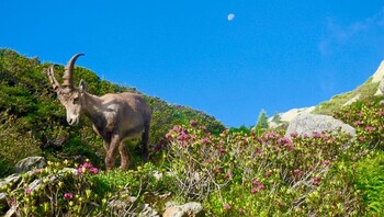 Bouquetin observé lors d'une randonnée dans les Alpes