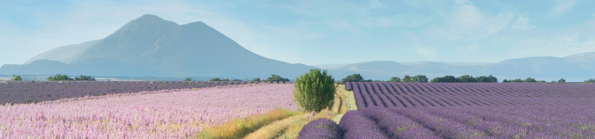Provence <br> <small>Nature tours in the South of France</small>