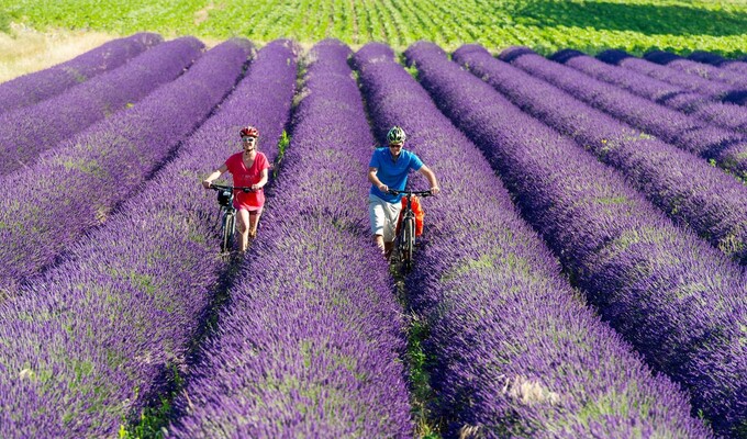 Cyclistes dans un champ de lavande, Provence-Alpes-Côte d'Azur